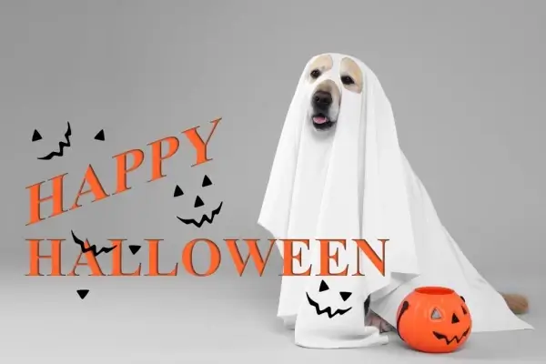 Happy Halloween from Universal Mortgage, LLC